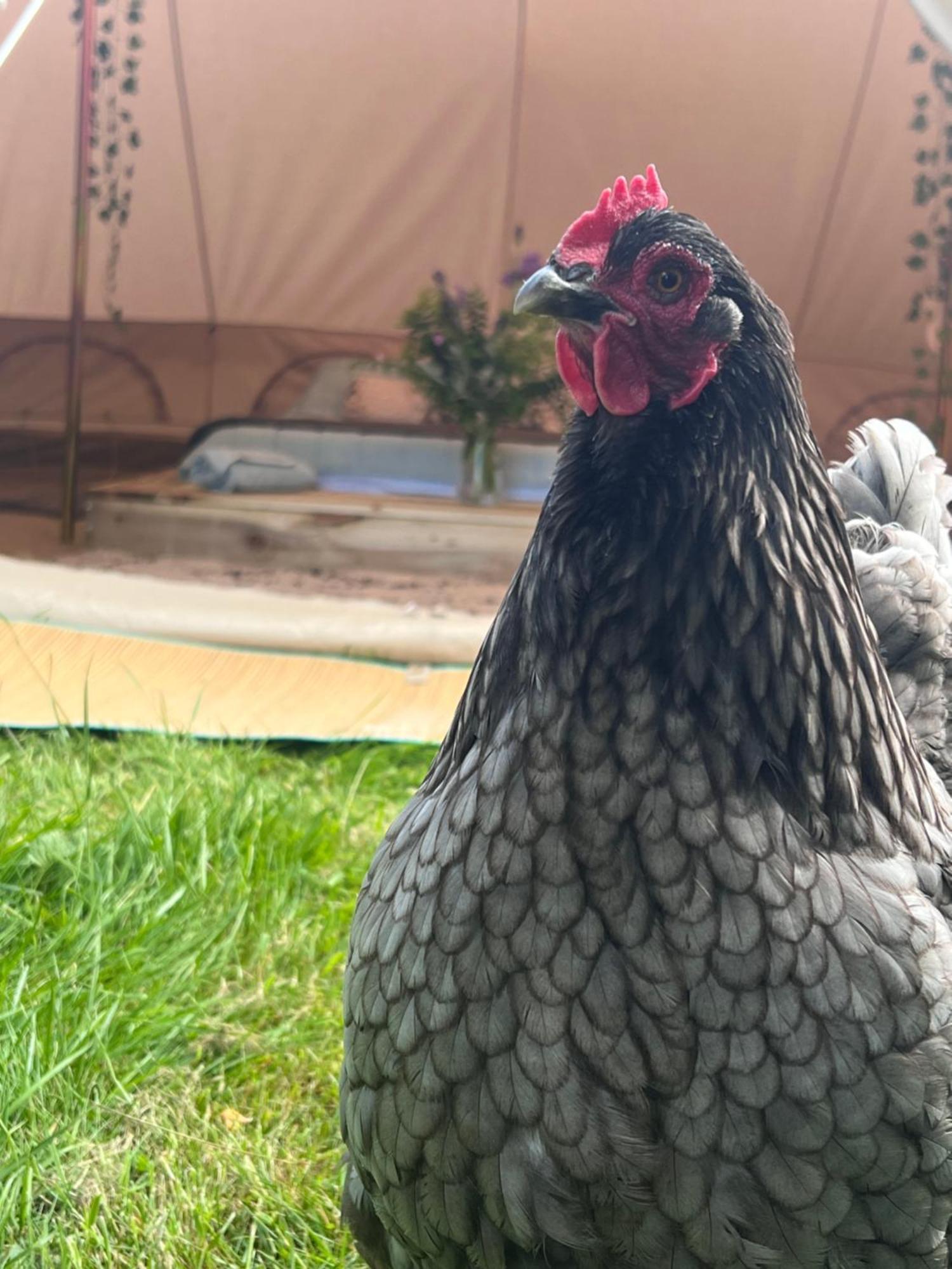 Bluebell Tent At Ballyward Croft Ardkeen Ngoại thất bức ảnh